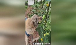 小狗吃葫芦瓜的视频播放,小狗欢乐吃葫芦瓜瞬间