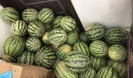 一个小人吃瓜视频,跟随小人一探吃瓜乐趣