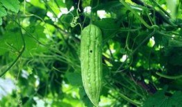 吃瓜视频每日吃瓜在线观看免费,免费在线观看，畅享热门视频盛宴