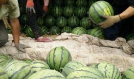 上海看瓜吃瓜事件视频最新,网络围观下的道德争议与法律边界