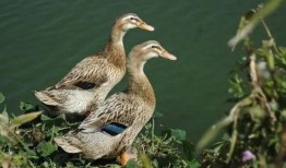 瓜哥带你吃鸭子视频