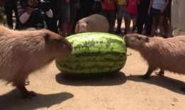 水豚吃哈密瓜视频在线观看,哈密瓜成美食盛宴