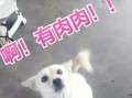 小瓜怎么弄给狗狗吃视频