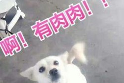 小瓜怎么弄给狗狗吃视频