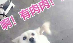 小瓜怎么弄给狗狗吃视频