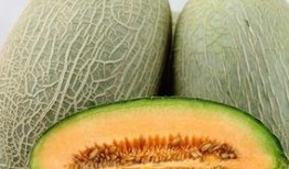 利哥吃哈密瓜视频在线观看,一场视觉与味蕾的双重享受