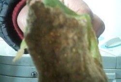 吃瓜好叶子黄怎么办视频,瓜田叶子黄？一招解决吃瓜好心情