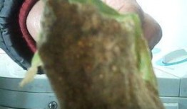 吃瓜好叶子黄怎么办视频,瓜田叶子黄？一招解决吃瓜好心情