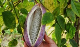 主播吃八月瓜视频大全