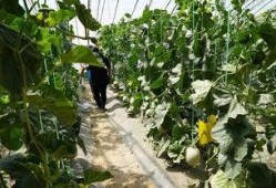 真实吃瓜现场视频,揭秘吃瓜群众的热情与智慧