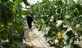 真实吃瓜现场视频,揭秘吃瓜群众的热情与智慧