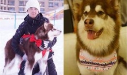 香香公主和爱犬吃瓜视频,香香公主与爱犬共赏吃瓜盛宴