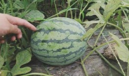 最高温度吃瓜视频,最高温度吃瓜视频带你清凉一夏