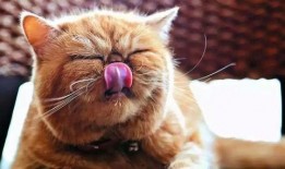 意大利一只猫吃瓜视频,萌态十足引网友爆笑