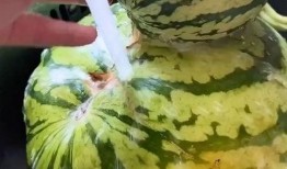 搞笑家庭吃瓜视频,笑料百出！一家人的欢乐吃瓜时刻