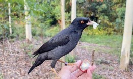 吃瓜少女八哥视频大全下载,吃瓜少女八哥视频大全下载攻略