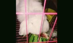 吃瓜张女士的视频,揭秘娱乐圈幕后故事