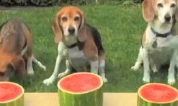 小狗吃葫芦瓜的视频播放,小狗欢乐吃葫芦瓜瞬间