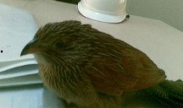 瓜被鸟吃还会结瓜吗视频,意外催生奇妙果实现象揭秘