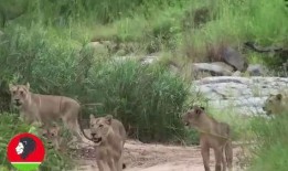 一只羊吃瓜视频下载,萌态可掬萌翻网友