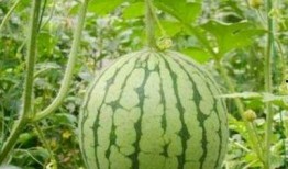 湖州吃瓜事件网红视频,网红视频引发的全民热议