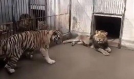 老虎打架吃瓜视频播放,老虎打架吃瓜视频播放量飙升