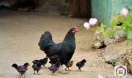 什么瓜不能喂鸡鸭吃呢视频,哪些瓜类不宜喂食鸡鸭，避免健康风险