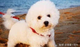 比熊可以吃乳瓜吗视频,乳瓜的适宜性探讨