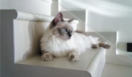 布偶猫吃哈密瓜视频播放,萌态十足引网友热议