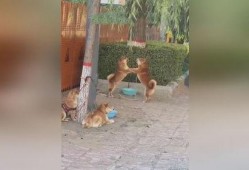 两个狗吵架吃瓜视频播放,一场吃瓜群众的欢乐盛宴