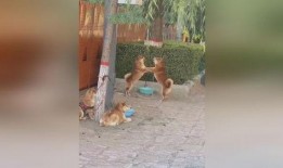 两个狗吵架吃瓜视频播放,一场吃瓜群众的欢乐盛宴