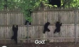 吃瓜小熊爬栈道视频,萌态百出引网友热议