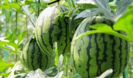 安心最新吃瓜视频大全免费观看,最新视频大全免费观看，揭秘娱乐圈幕后故事