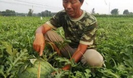 金乡吃瓜被砍事件视频,悲剧发生，视频揭露惊人真相