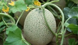 穆萨吃哈密瓜视频大全集,甜蜜瞬间，欢乐无限