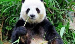 吃瓜熊猫被误伤视频素材