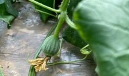 小时候吃红瓜视频