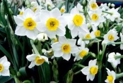 水仙花吃瓜视频,一场别开生面的趣味互动