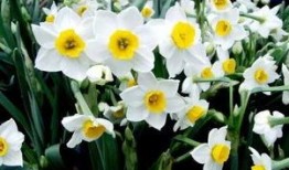 水仙花吃瓜视频,一场别开生面的趣味互动