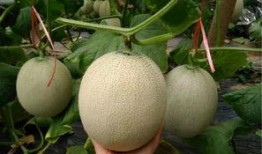 吃蜜瓜的女人视频播放,一睹吃蜜瓜女人风采的瞬间