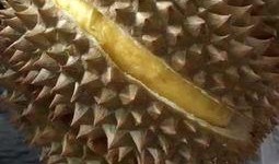 吃瓜不吃籽的蛋仔视频大全