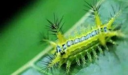 瓜哥吃瓜毛毛虫视频大全,瓜哥带你领略吃瓜毛毛虫的趣味瞬间