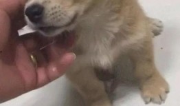 土狗吃白瓜好吗图片视频,趣味瞬间捕捉