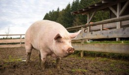 重庆喂猪吃瓜直播视频,重庆村民喂猪吃瓜，瓜农直播带货新风尚