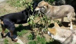 恶犬吃瓜的视频,这瓜有毒！