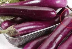 茄子吃瓜鬼畜视频下载免费,免费下载，笑料横生的网络狂欢