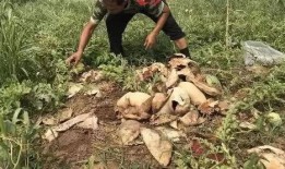 湘潭野外吃瓜事件视频,夏日野趣新风尚