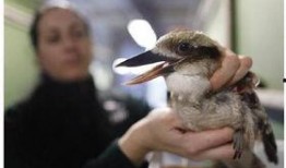 奇葩小鸟吃瓜视频,欢乐瞬间引网友热议