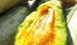 吃瓜视频最精彩的,揭秘娱乐圈最精彩瞬间