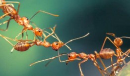 蚂蚁吃哈密瓜视频下载,揭秘哈密瓜的奇妙诱惑